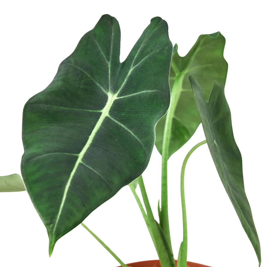 Alocasia Micholitziana 'Frydek'-Indoor Plants-American Plant Supply