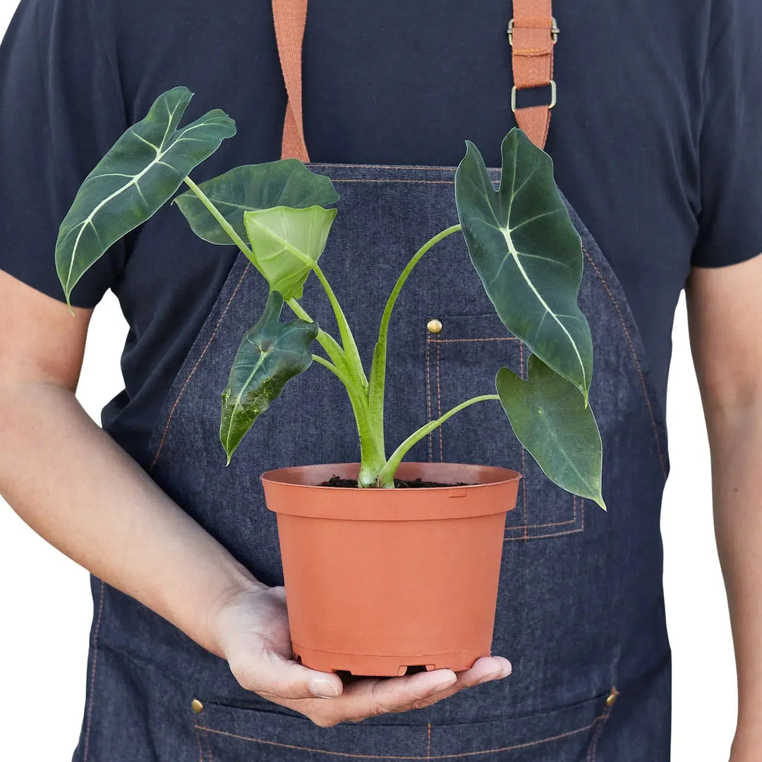 Alocasia Micholitziana 'Frydek'-Indoor Plants-American Plant Supply