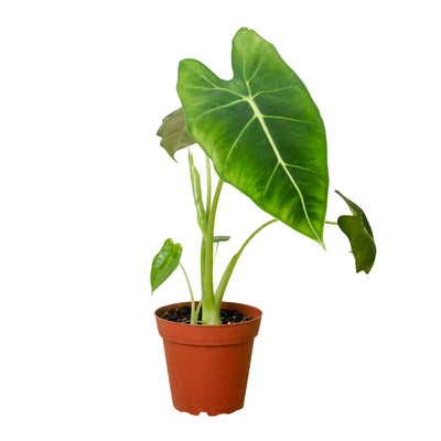 Alocasia Micholitziana 'Frydek'-Indoor Plants-American Plant Supply