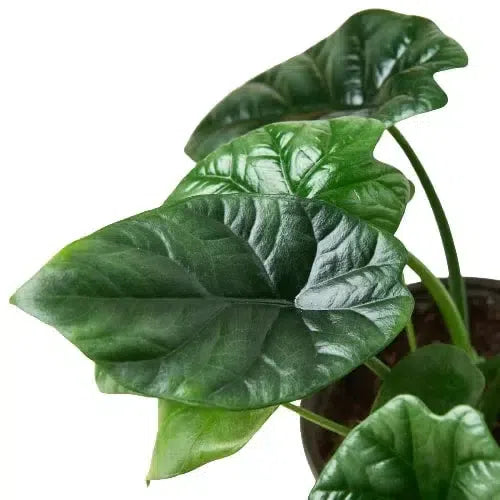 Alocasia 'Mirror Face' - 4" Pot-Indoor Plants-American Plant Supply