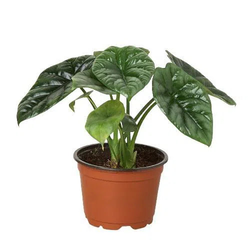 Alocasia 'Mirror Face' - 4" Pot-Indoor Plants-American Plant Supply