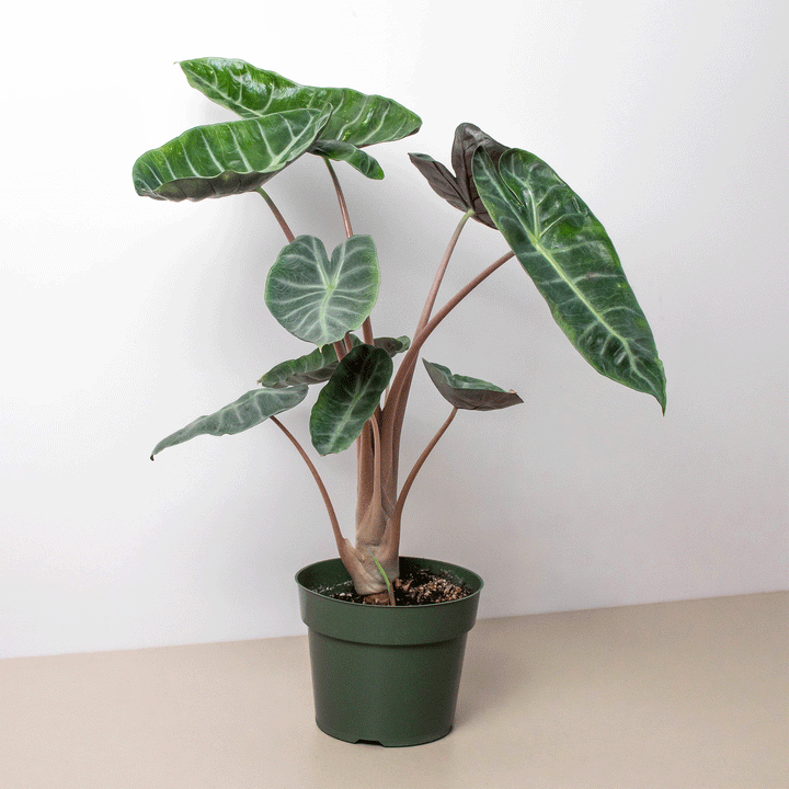 Alocasia Pink Dragon-Indoor Plants-American Plant Supply