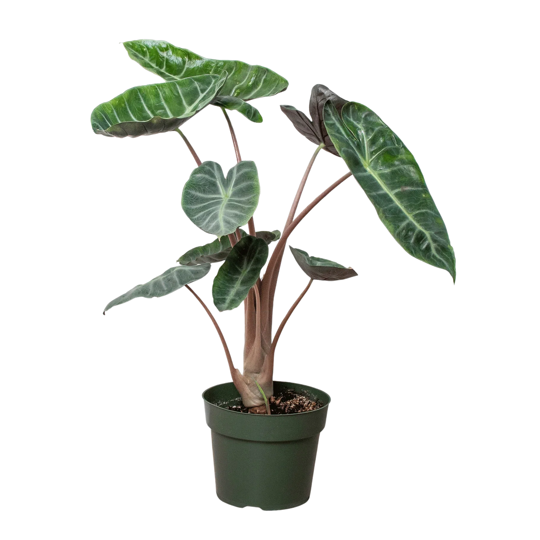 Alocasia Pink Dragon-Indoor Plants-American Plant Supply