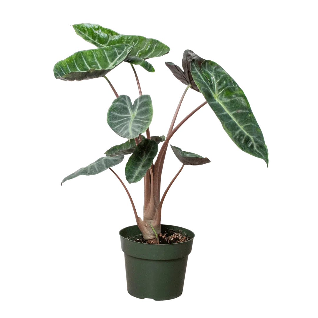 Alocasia Pink Dragon-Indoor Plants-American Plant Supply