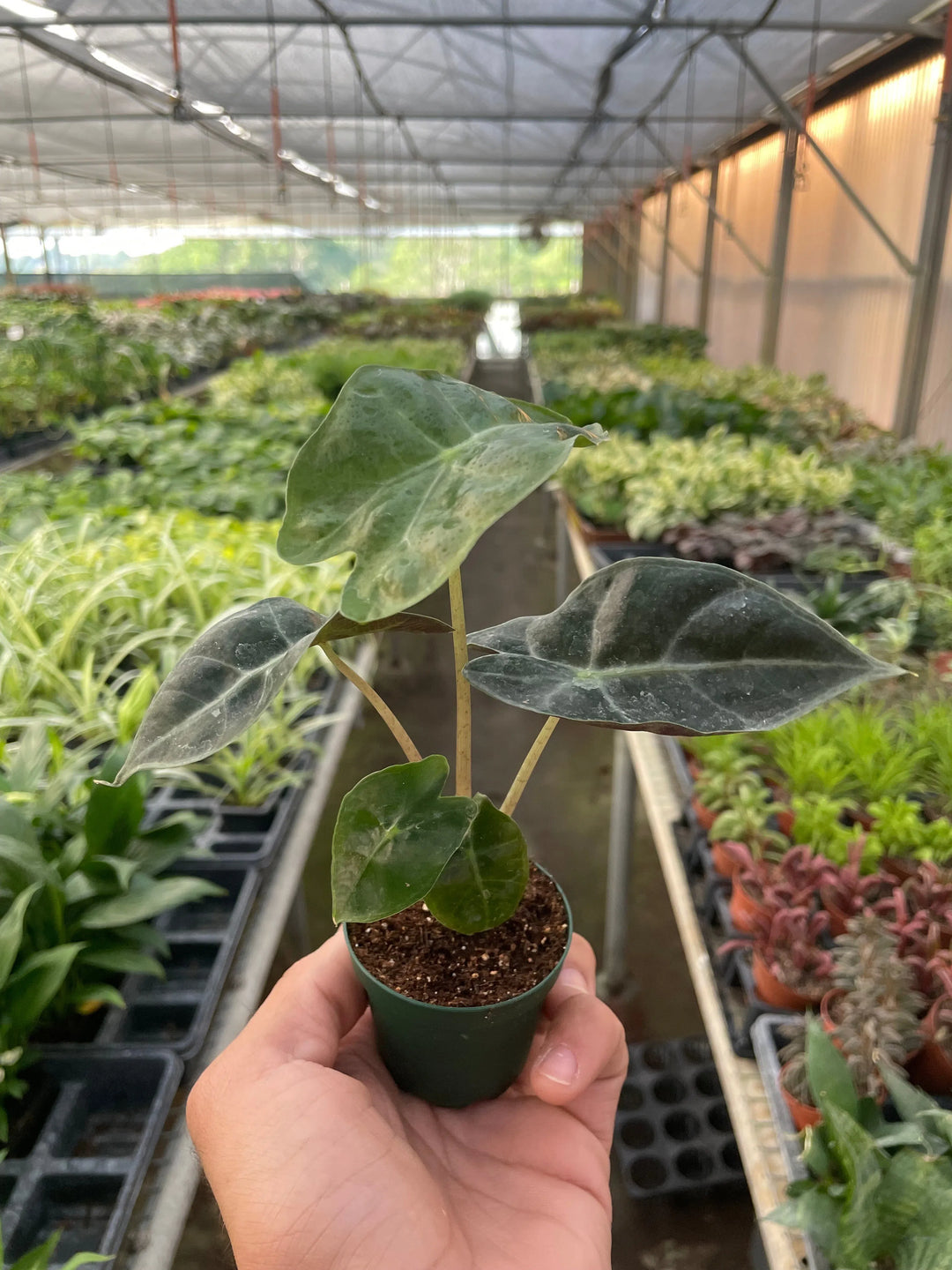 Alocasia Polly 'African Mask'-Indoor Plants-American Plant Supply