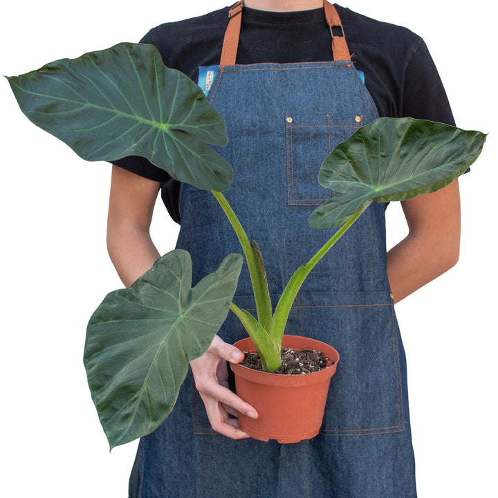 Alocasia 'Regal Shields'-American Plant Supply