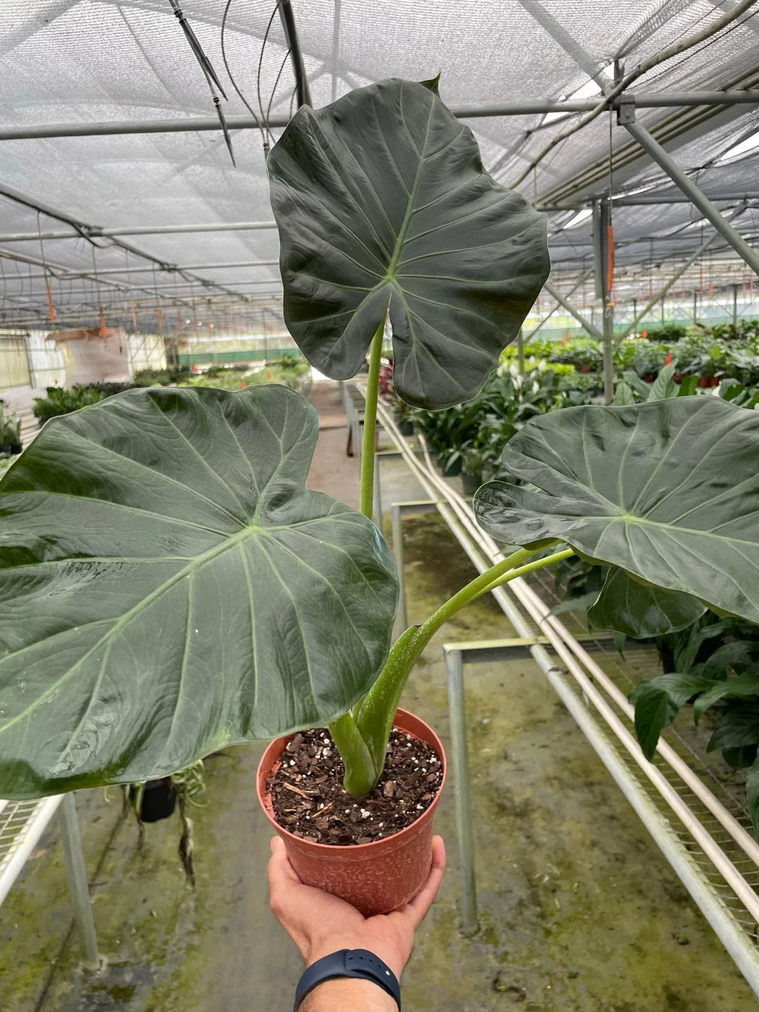 Alocasia 'Regal Shields'-American Plant Supply