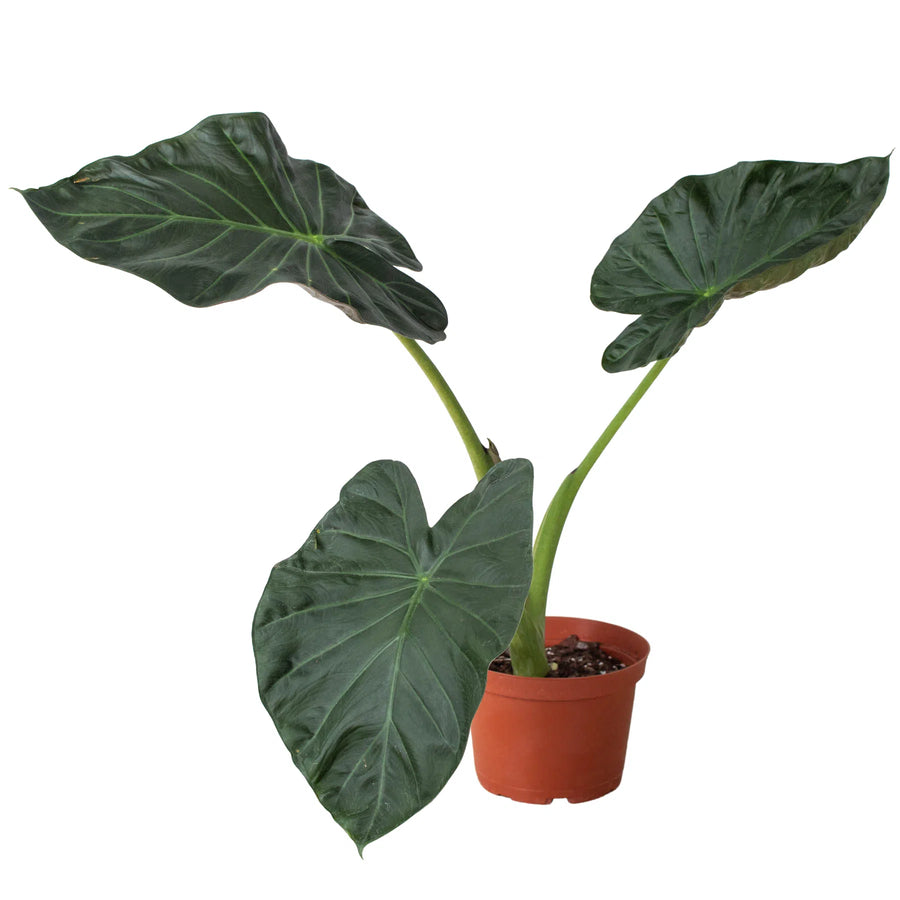 Alocasia 'Regal Shields'-American Plant Supply