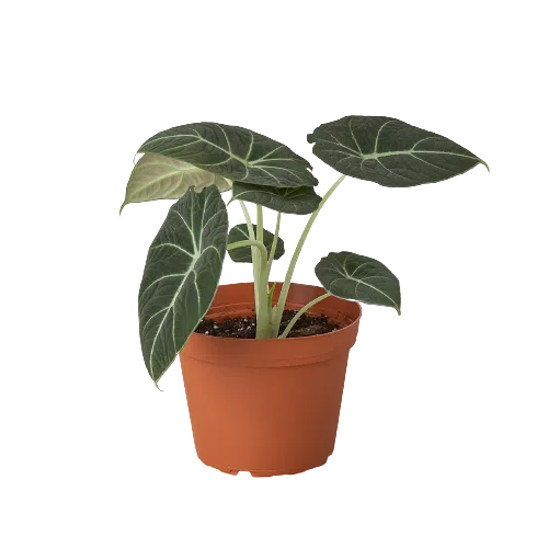 Alocasia Reginula 'Black Velvet'-Indoor Plants-American Plant Supply