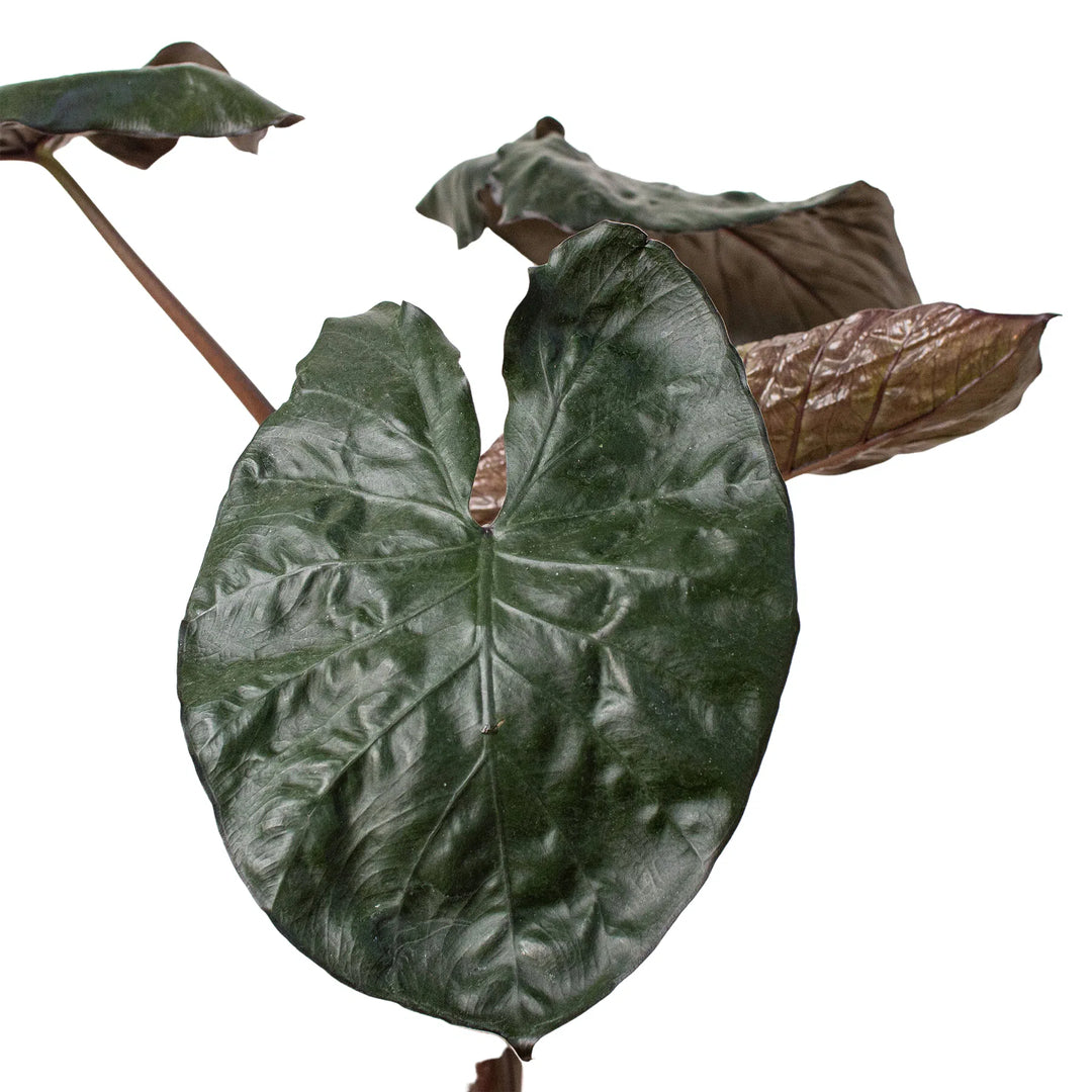 Alocasia 'Serendipity'-Indoor Plants-American Plant Supply