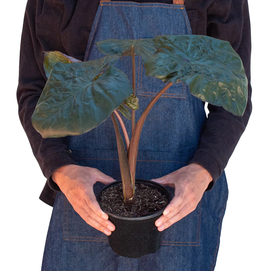 Alocasia 'Serendipity'-Indoor Plants-American Plant Supply
