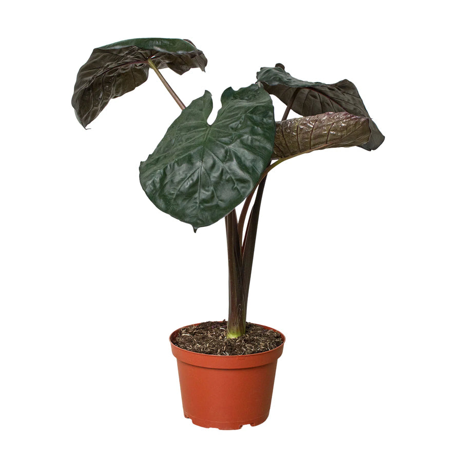 Alocasia 'Serendipity'-Indoor Plants-American Plant Supply