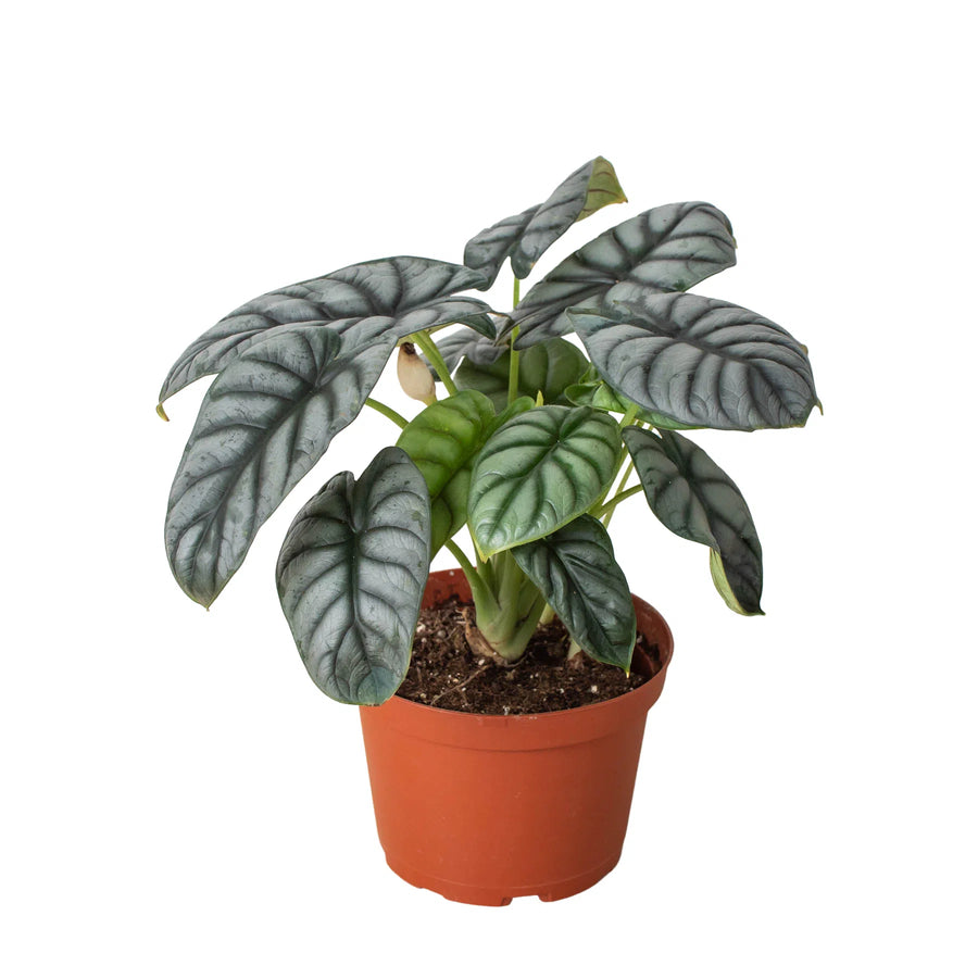 Alocasia Silver Dragon-Indoor Plants-American Plant Supply