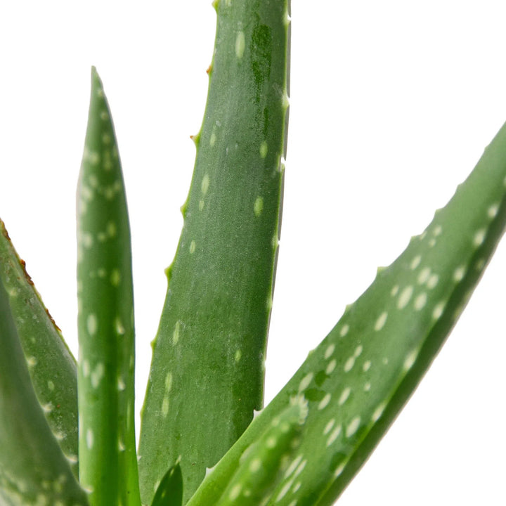 Aloe Vera-Aloe-American Plant Supply