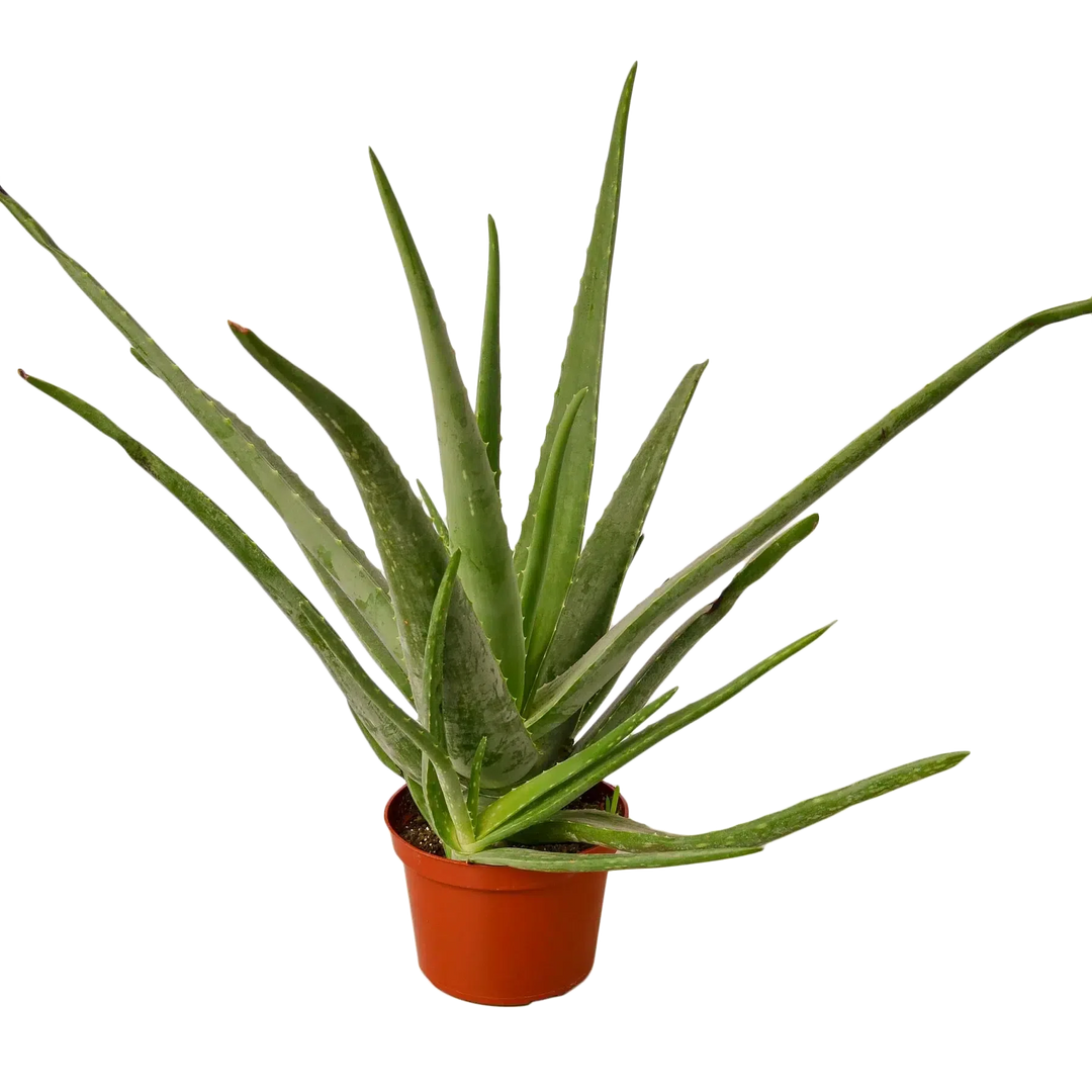 Aloe Vera-Aloe-American Plant Supply