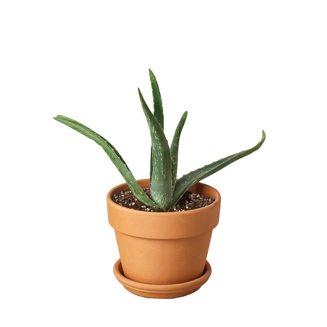 Aloe Vera-Aloe-American Plant Supply