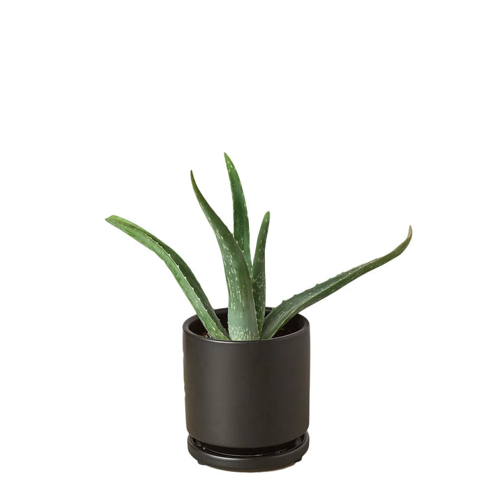 Aloe Vera-Aloe-American Plant Supply