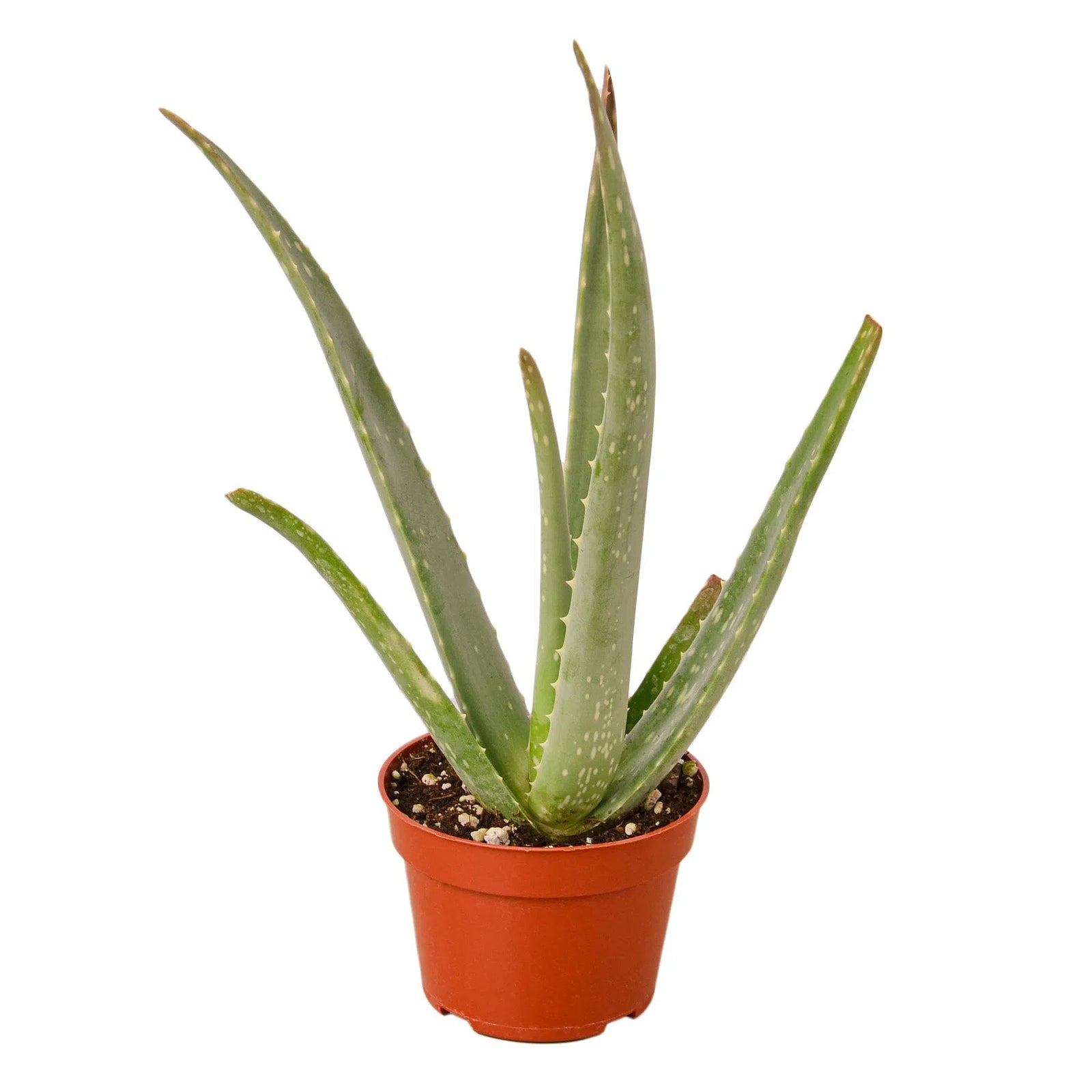 Aloe Vera-Aloe-American Plant Supply