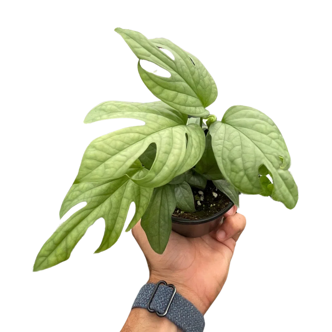 Amydrium 'Silver'-Indoor Plants-American Plant Supply