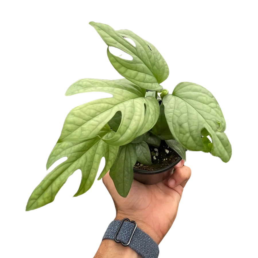 Amydrium 'Silver'-Indoor Plants-American Plant Supply