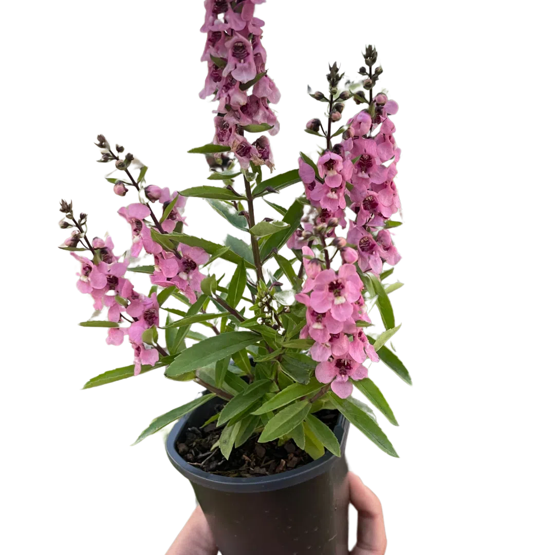 Angelonia-Flowering-American Plant Supply
