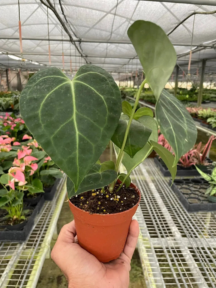 Anthurium 'Clarinervium'-American Plant Supply