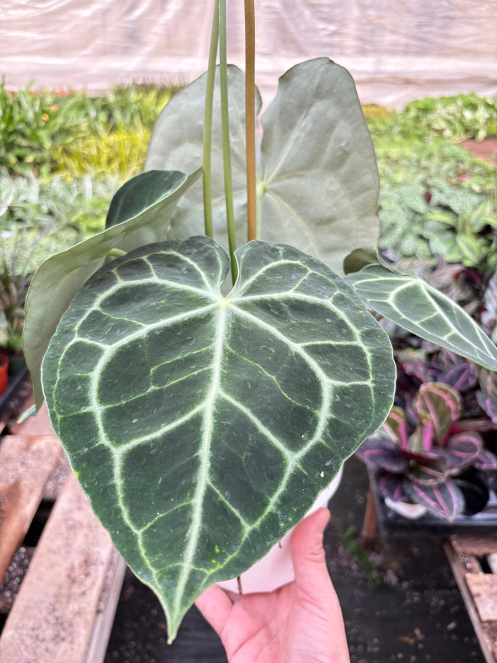 Anthurium 'Clarinervium'-American Plant Supply