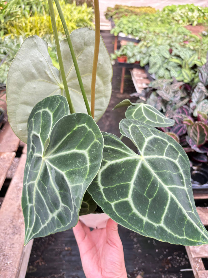 Anthurium 'Clarinervium'-American Plant Supply