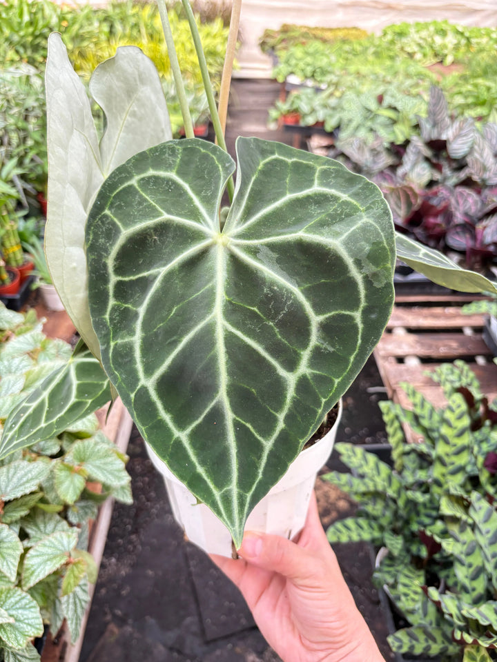 Anthurium 'Clarinervium'-American Plant Supply