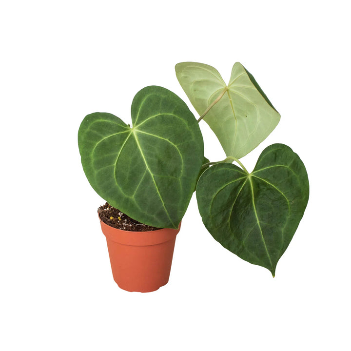 Anthurium 'Clarinervium'-American Plant Supply