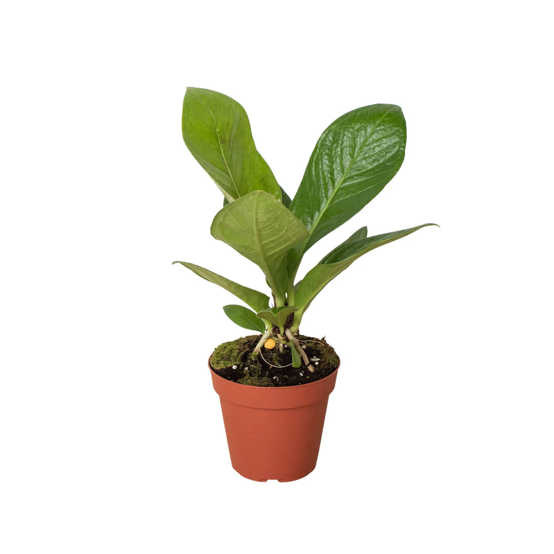 Anthurium 'Cobra'-Indoor Plants-American Plant Supply