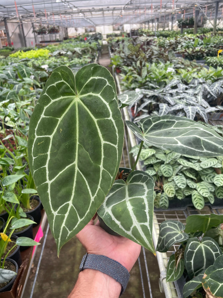 Anthurium Crystallinum-Indoor Plants-American Plant Supply