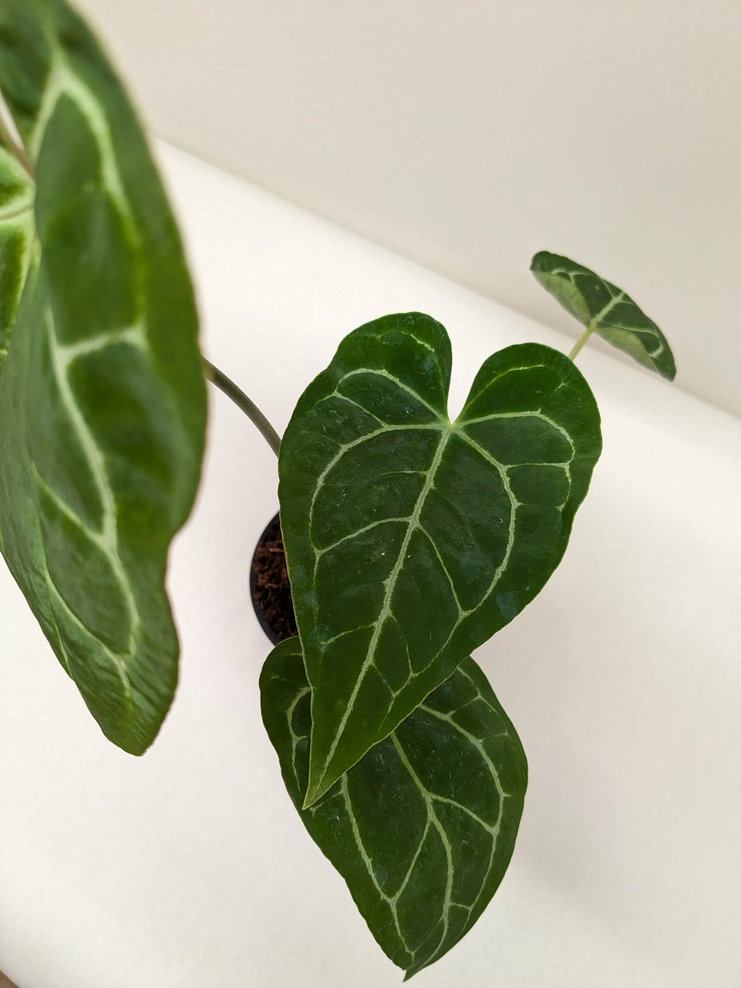 Anthurium Crystallinum-Indoor Plants-American Plant Supply