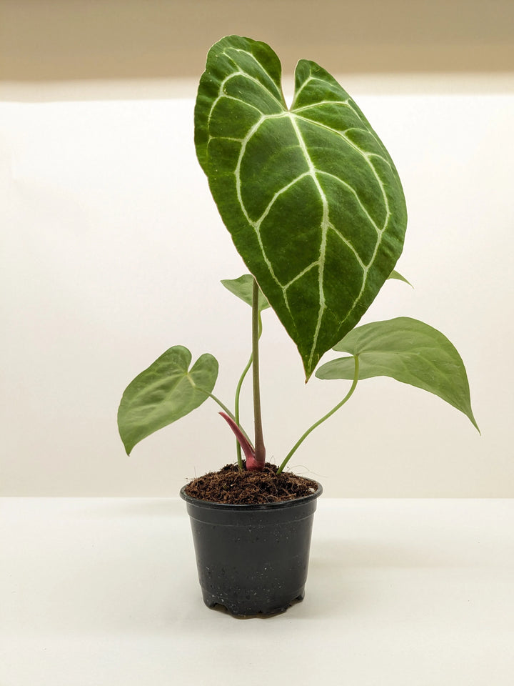 Anthurium Crystallinum-Indoor Plants-American Plant Supply