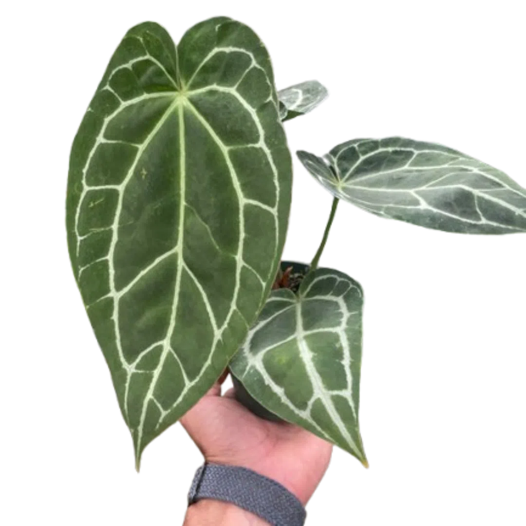 Anthurium Crystallinum-Indoor Plants-American Plant Supply