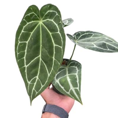 Anthurium Crystallinum-Indoor Plants-American Plant Supply