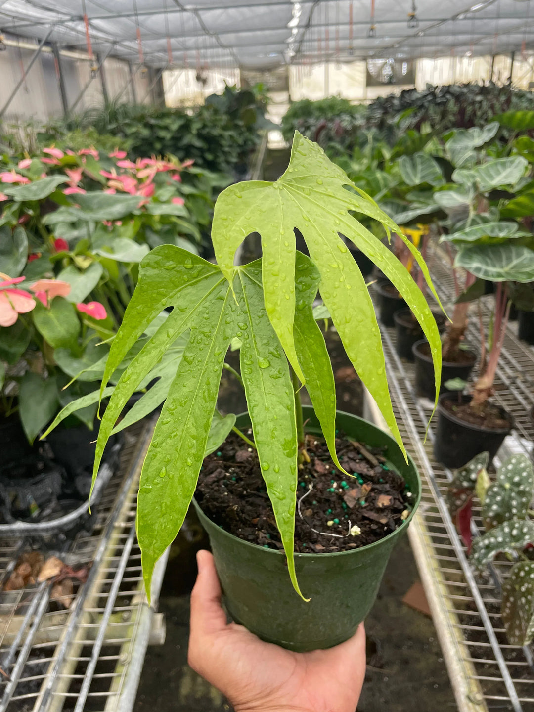 Anthurium Fingers-American Plant Supply