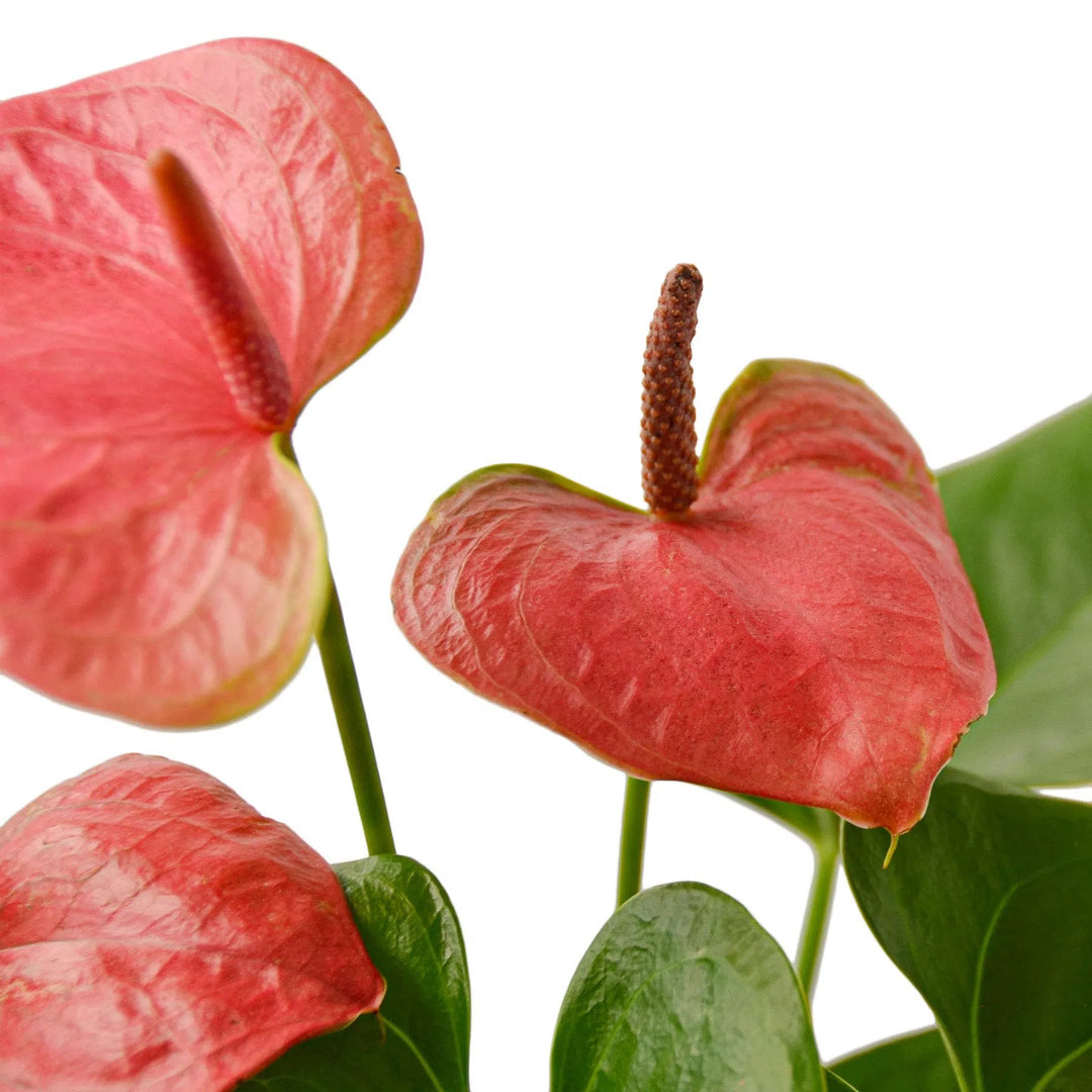 Anthurium 'Pink'-Indoor Plants-American Plant Supply