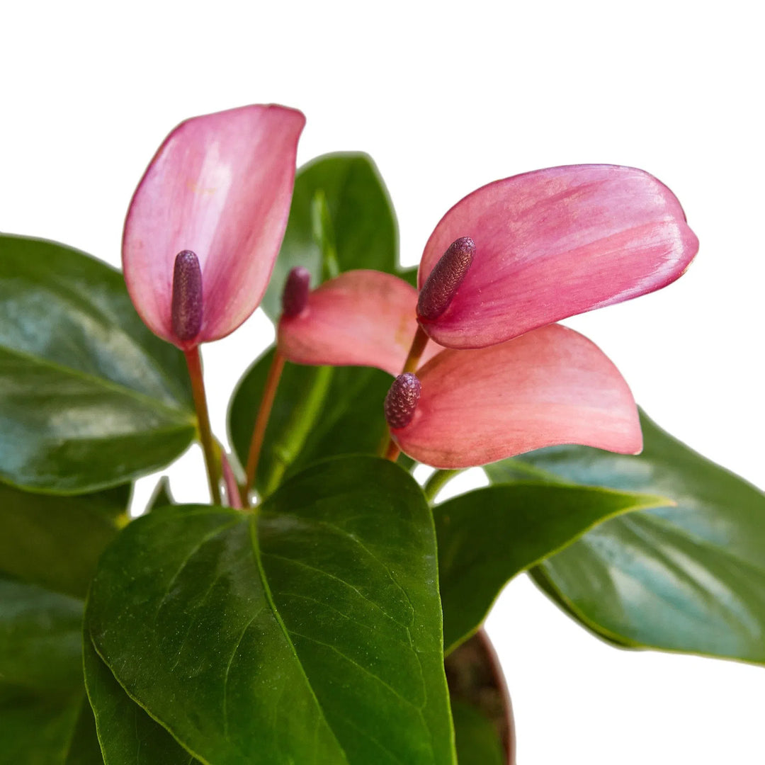 Anthurium 'Purple'-4" Plant-American Plant Supply