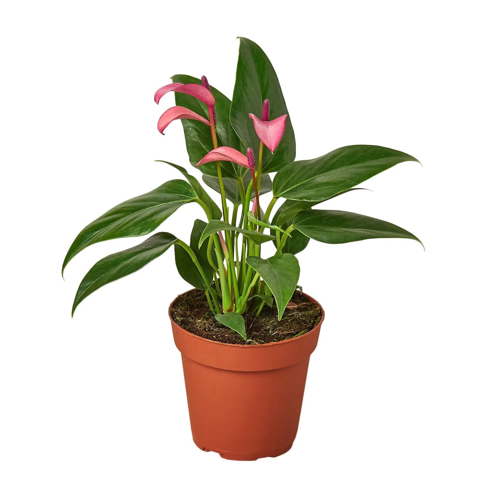 Anthurium 'Purple'-4" Plant-American Plant Supply