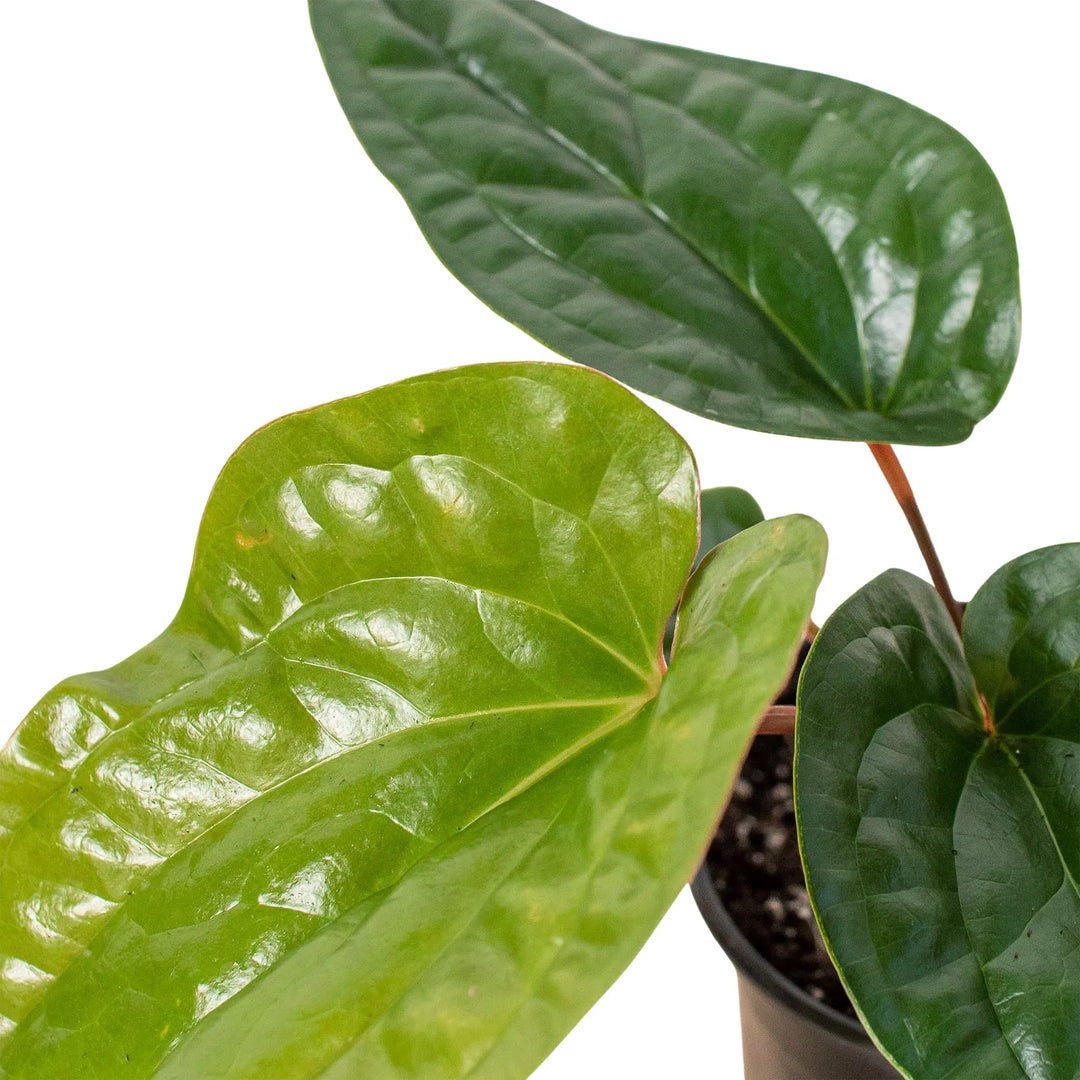 Anthurium 'Radicans x Luxurians'-Indoor Plants-American Plant Supply