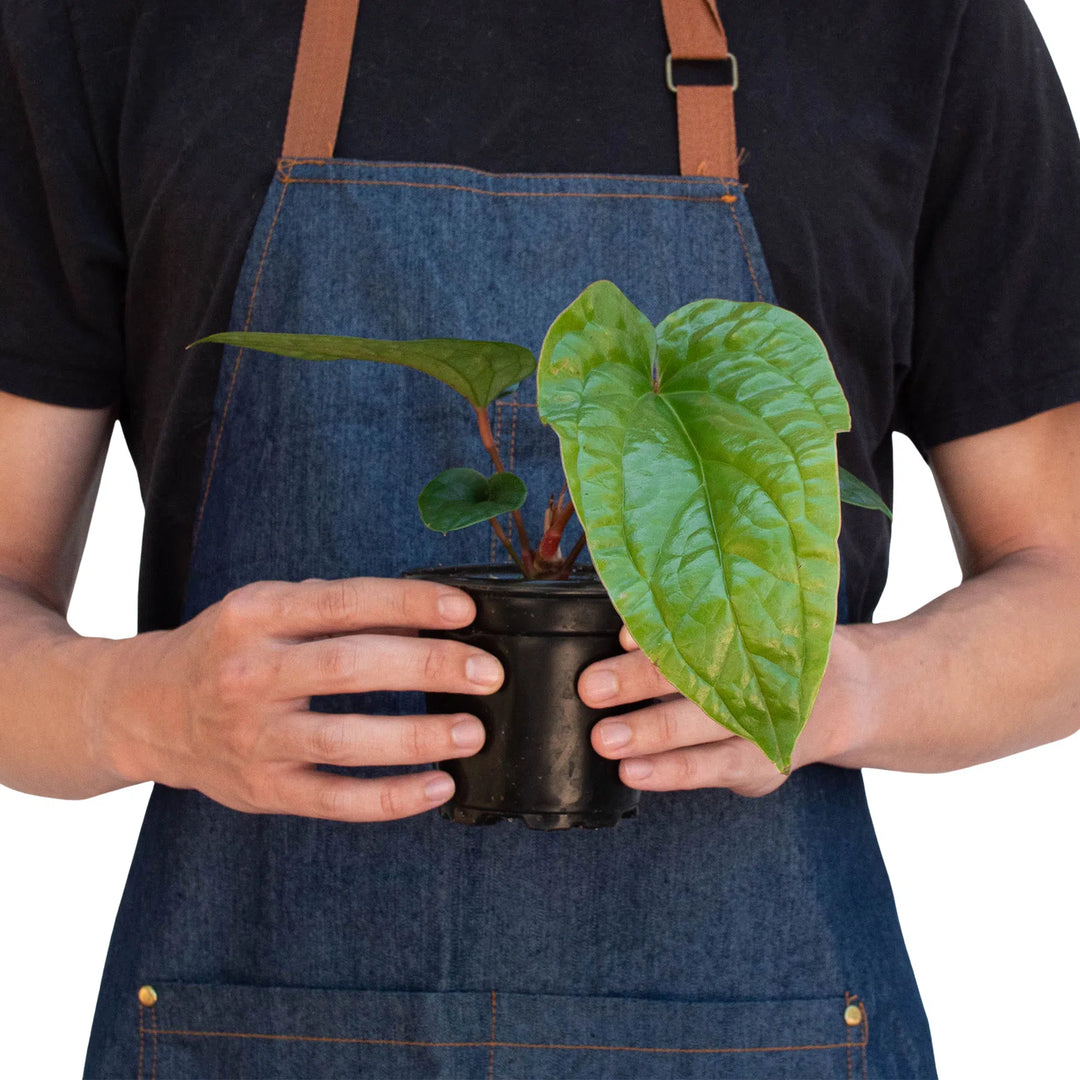 Anthurium 'Radicans x Luxurians'-Indoor Plants-American Plant Supply