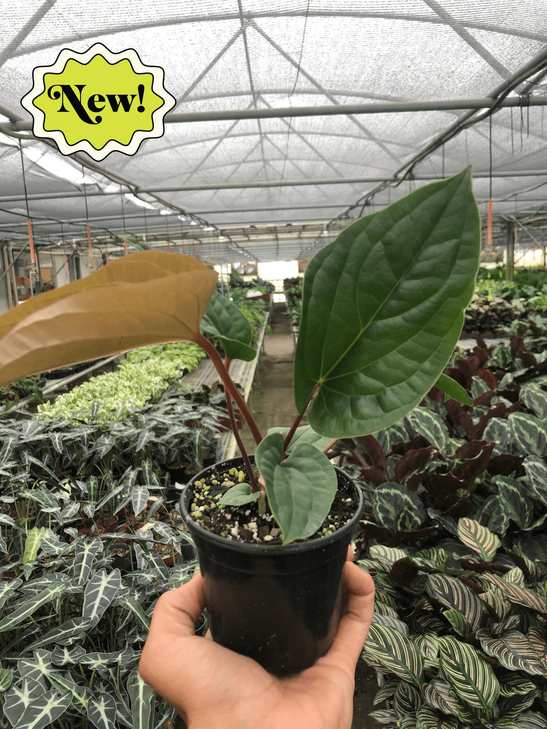 Anthurium 'Radicans x Luxurians'-Indoor Plants-American Plant Supply