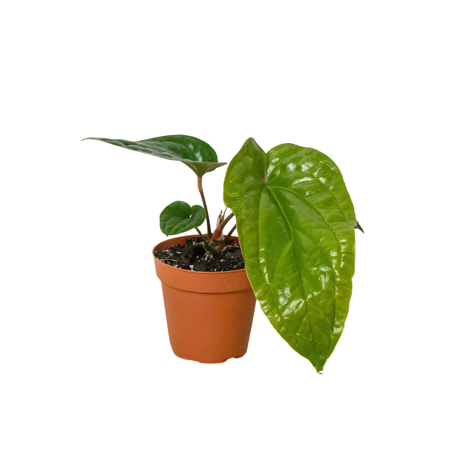 Anthurium 'Radicans x Luxurians'-Indoor Plants-American Plant Supply