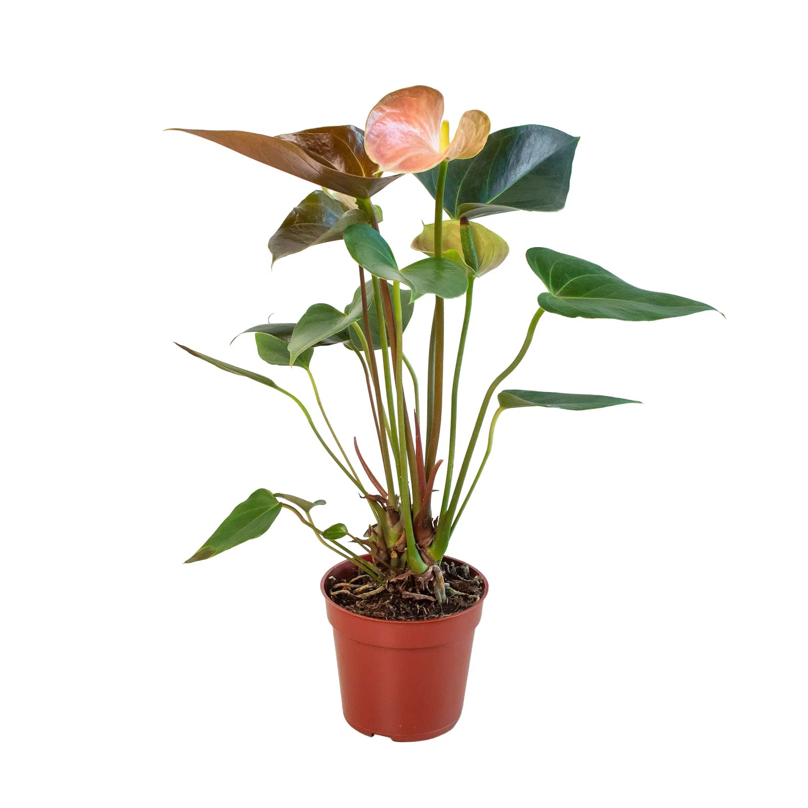 Anthurium Rainbow Champion - 4" Pot-Indoor Plants-American Plant Supply