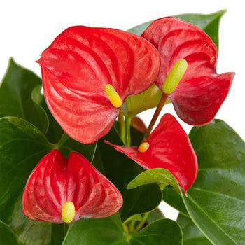 Anthurium 'Red'-Indoor Plants-American Plant Supply