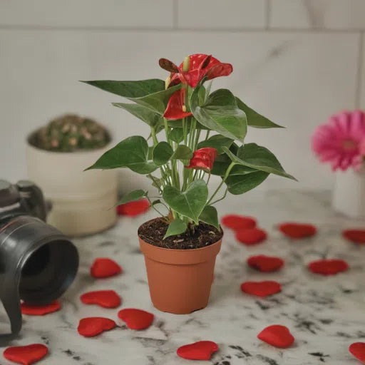 Anthurium 'Red'-Indoor Plants-American Plant Supply