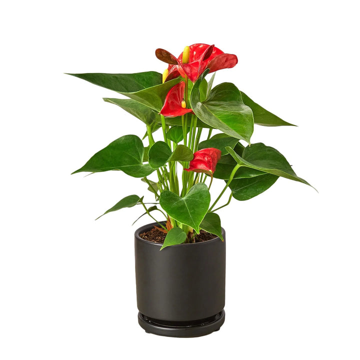 Anthurium 'Red'-Indoor Plants-4" Pot-Black Cylinder-American Plant Supply