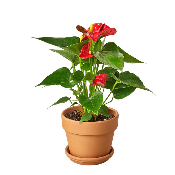 Anthurium 'Red'-Indoor Plants-4" Pot-Terra Cotta Standard-American Plant Supply