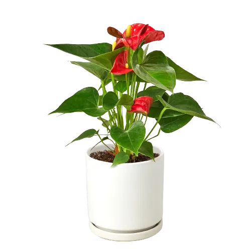 Anthurium 'Red'-Indoor Plants-4" Pot-White Cylinder-American Plant Supply